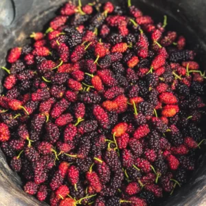 Best 21 Delicious Mulberry Recipes You Need to Try