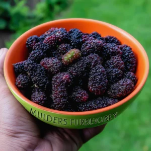 The Best Fresh Mulberry Recipes You need To Try !